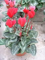 sowbread , sometimes , confusingly , Persian violet , نگونسار,سیکلمه